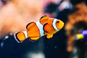 欧洲杯竞彩足球波胆分析与投注策略欧洲杯 竞彩足球波胆